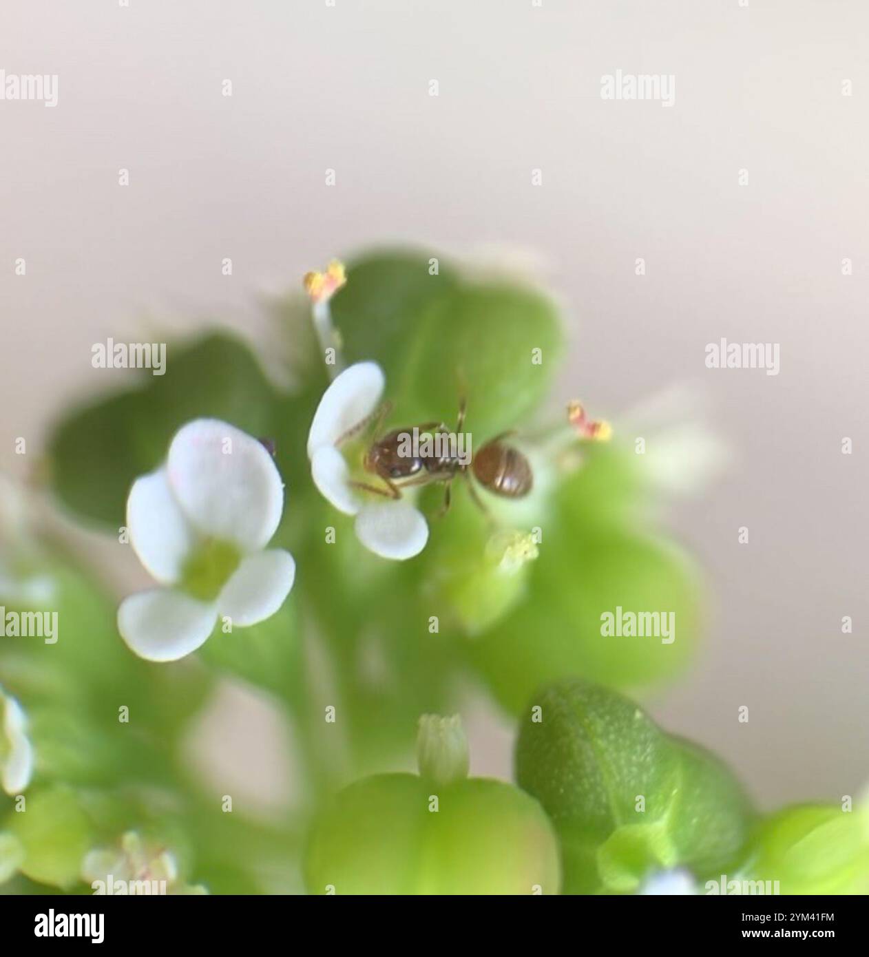 Seaside Rover Ant Obscurior hi-res stock photography and images - Alamy