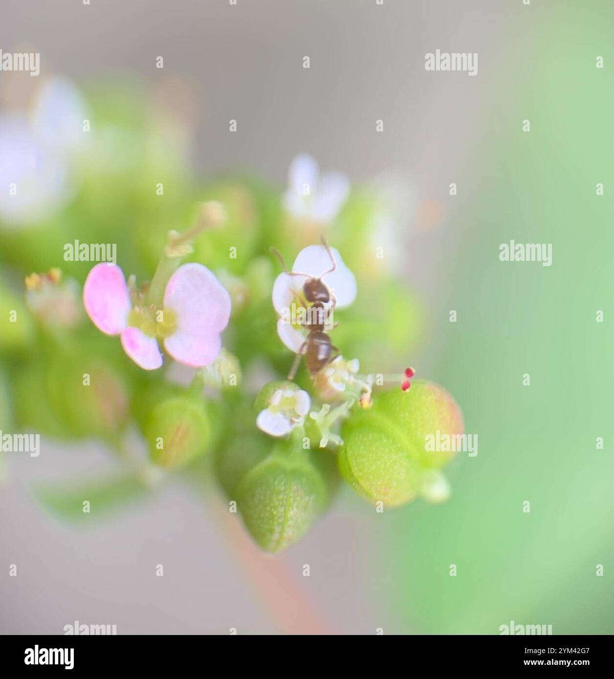 Seaside Rover Ant Seaside Rover Ant (Brachymyrmex obscurior Stock Photo - Alamy
