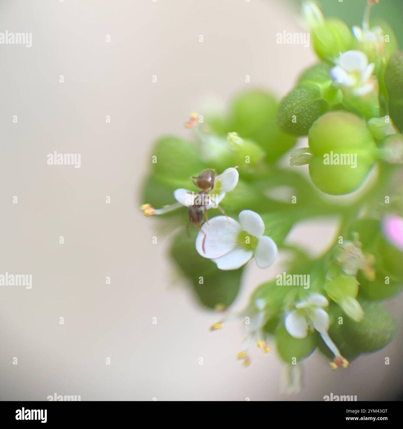 Seaside Rover Ant Obscurior hi-res stock photography and images - Alamy