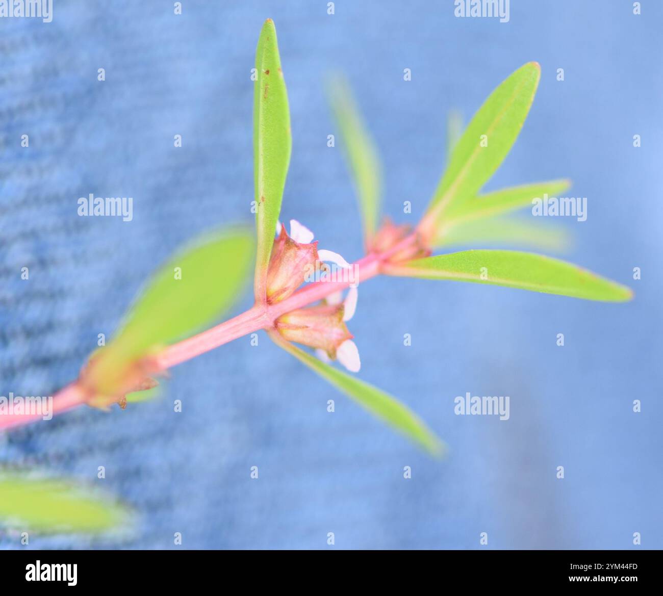Rotala ramosior hi-res stock photography and images - Alamy