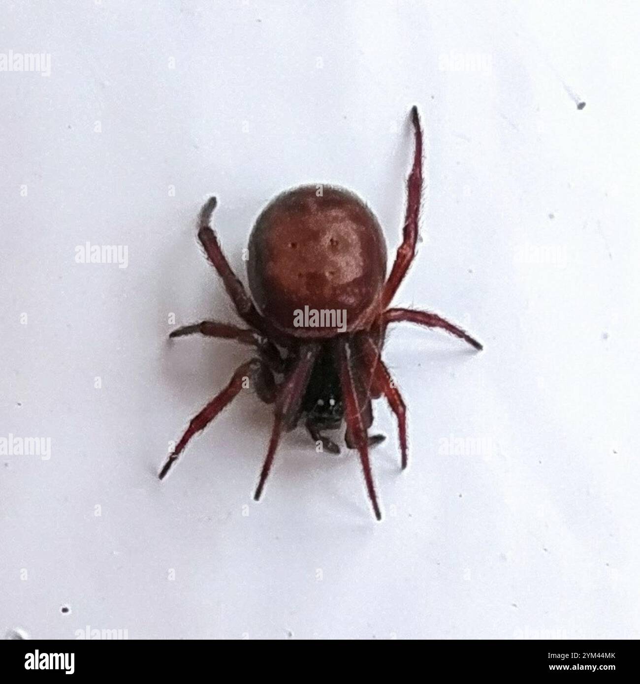 Rabbit Hutch Spider Steatoda Bipunctata Stock Photo Alamy rabbit-hutch-spider-steatoda-bipunctata-stock-photo-alamy