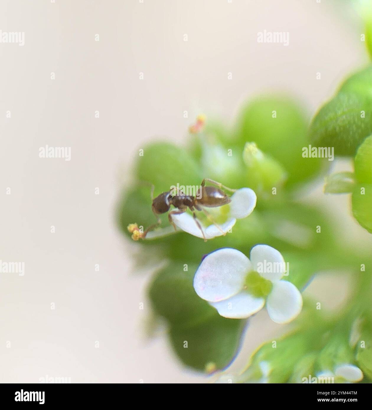 Seaside Rover Ant Seaside Rover Ant (Brachymyrmex obscurior Stock Photo - Alamy