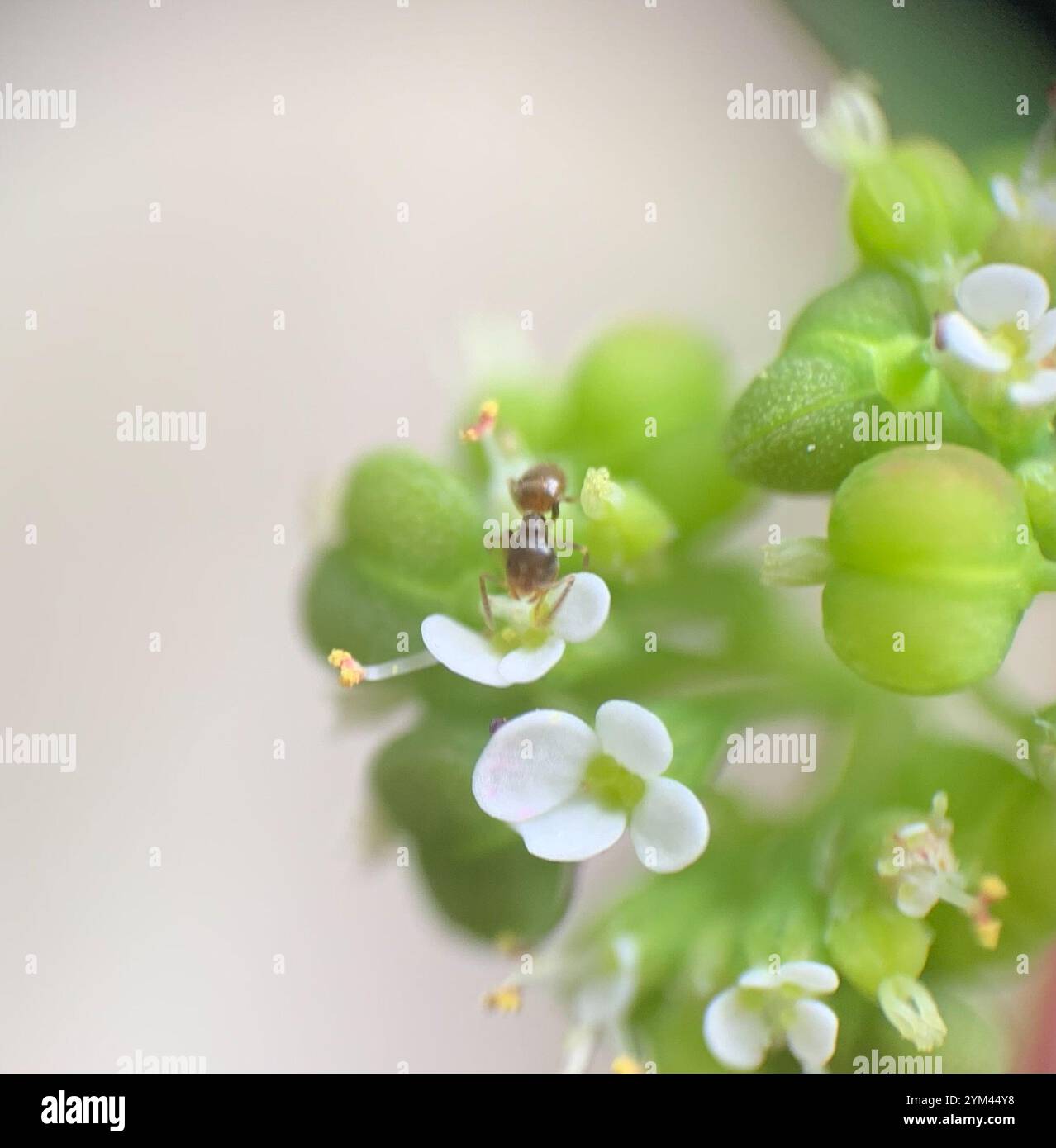 Seaside Rover Ant Seaside Rover Ant (Brachymyrmex obscurior Stock Photo - Alamy