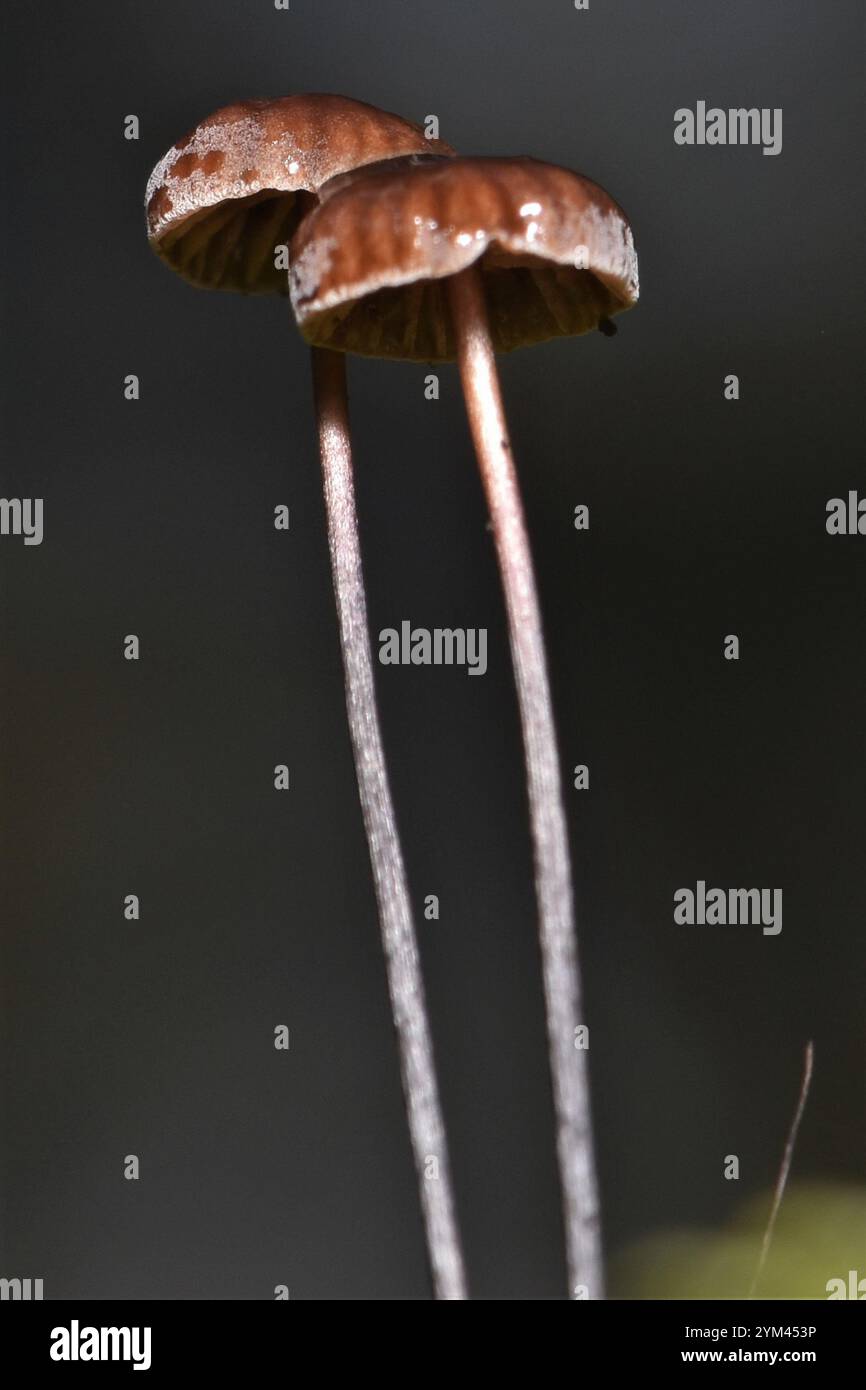 horsehair-fungus-gymnopus-androsaceus-stock-photo-alamy