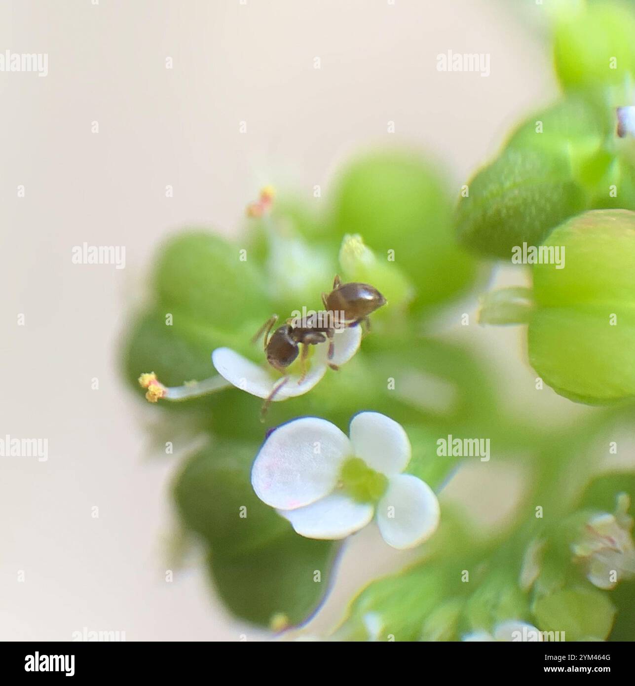 Seaside Rover Ant Seaside Rover Ant (Brachymyrmex obscurior Stock Photo - Alamy