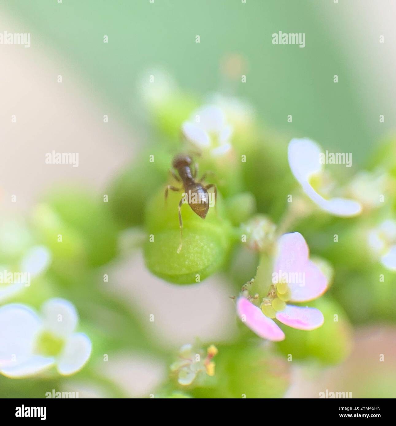 Seaside Rover Ant Obscurior hi-res stock photography and images - Alamy
