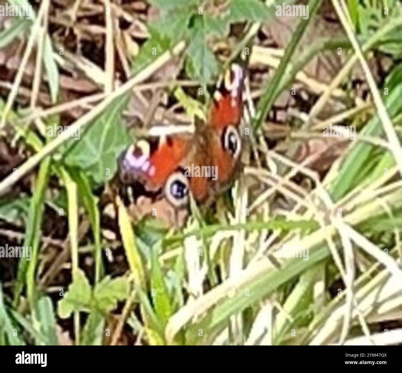 European Peacock Butterfly (Aglais io Stock Photo - Alamy