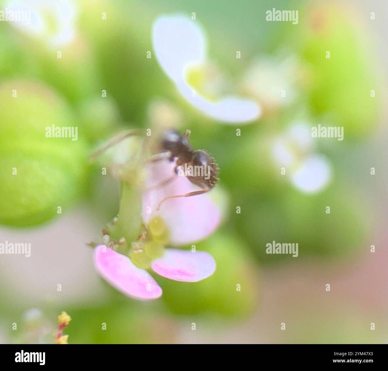 Seaside Rover Ant Obscurior hi-res stock photography and images - Alamy