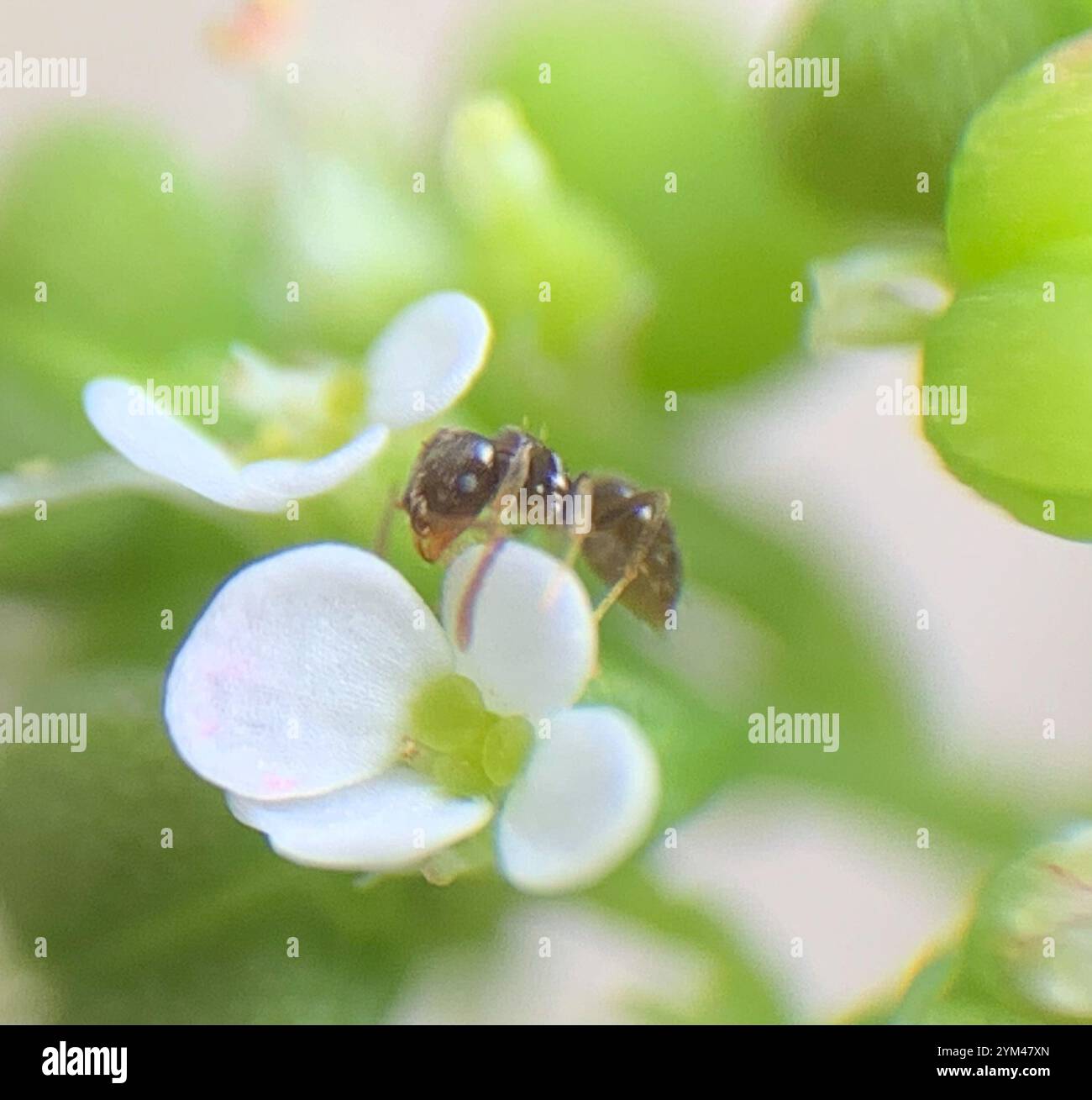 Seaside Rover Ant Seaside Rover Ant (Brachymyrmex obscurior Stock Photo - Alamy