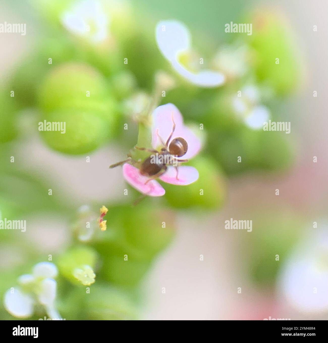 Seaside Rover Ant Brachymyrmex hi-res stock photography and images - Alamy