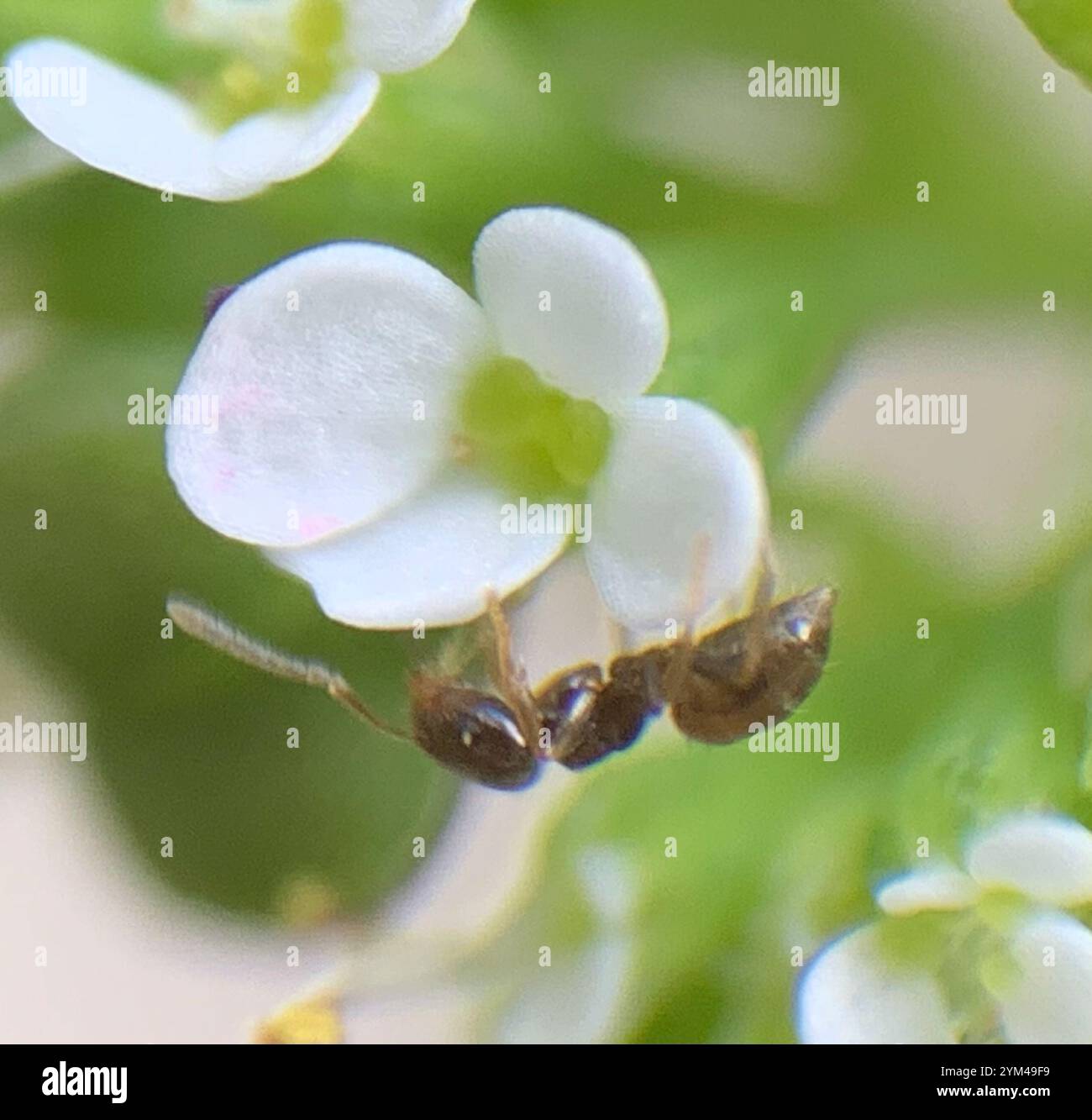 Seaside Rover Ant Obscurior hi-res stock photography and images - Alamy