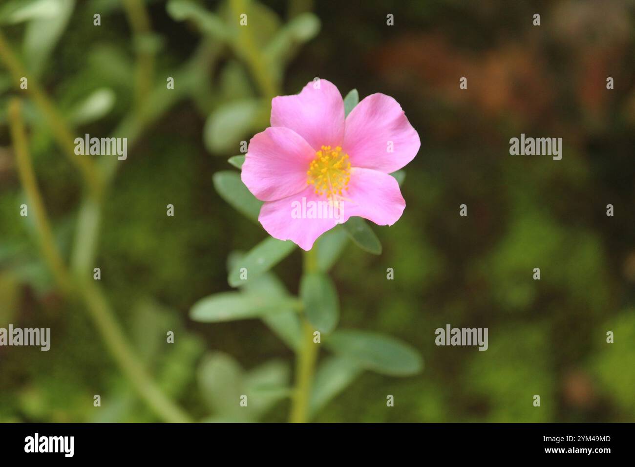 wingpod purslane (Portulaca umbraticola Stock Photo - Alamy