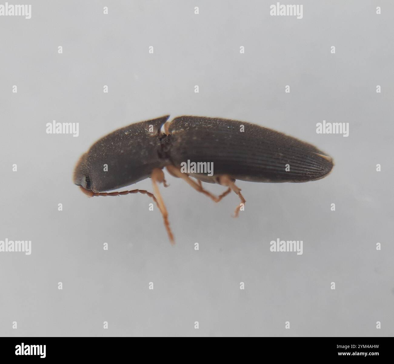 Monocrepidius hi-res stock photography and images - Alamy