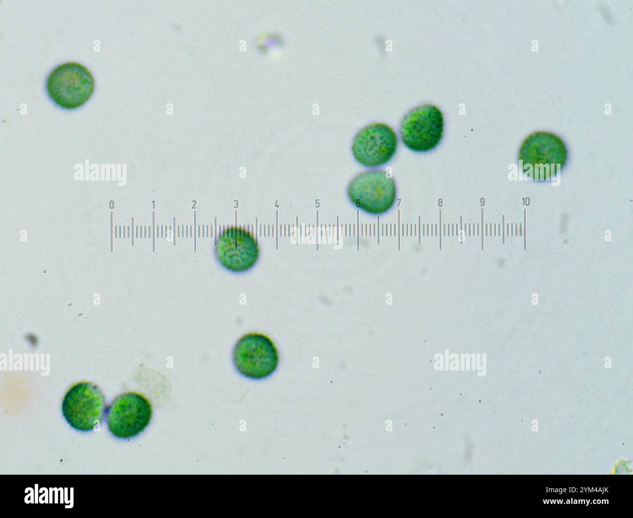 Crateriformis hi-res stock photography and images - Alamy