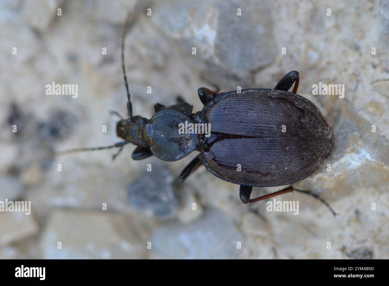 Cychrus Rufus Cychrus attenuatus hi-res stock photography and images - Alamy