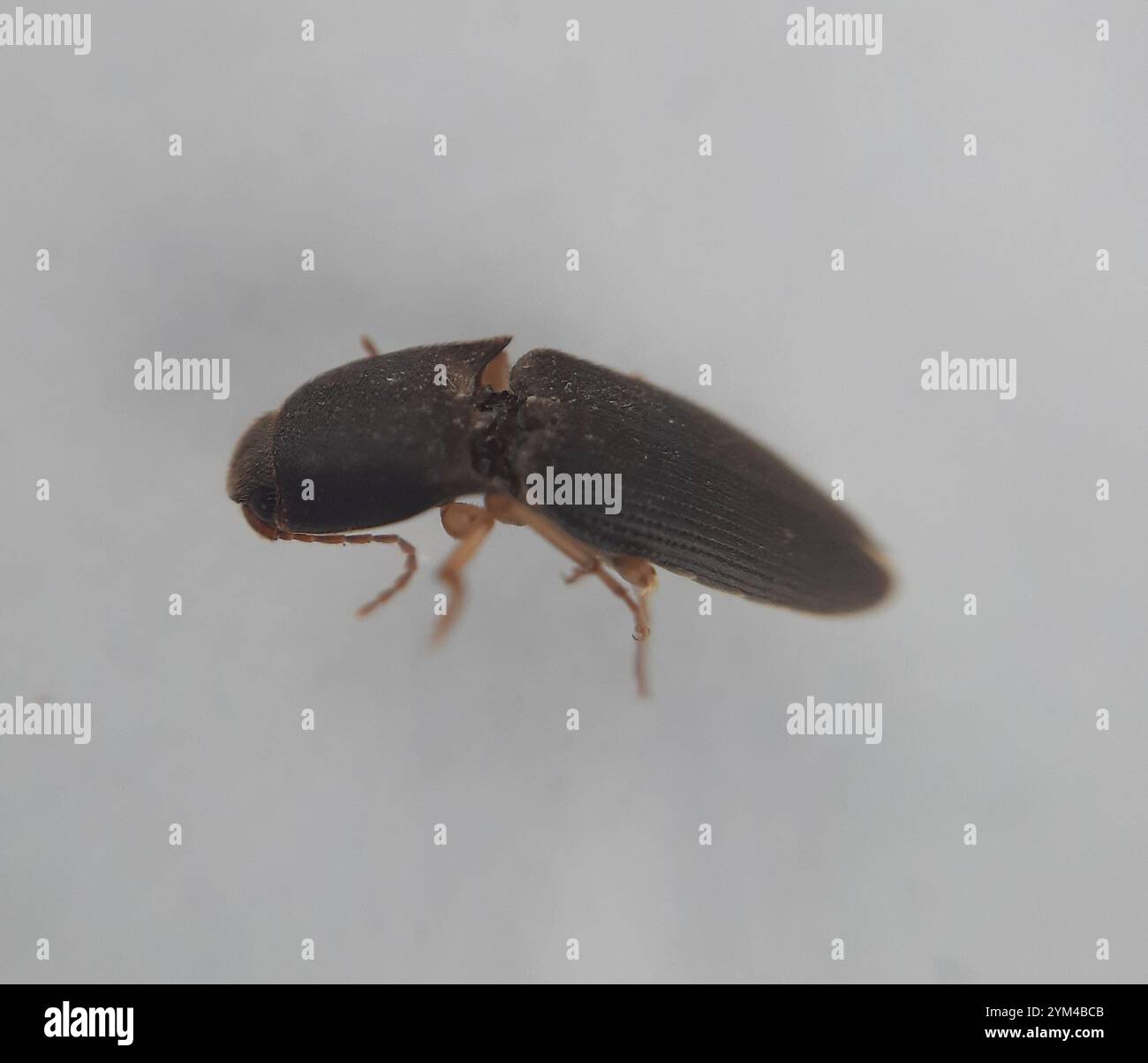 Monocrepidius hi-res stock photography and images - Alamy