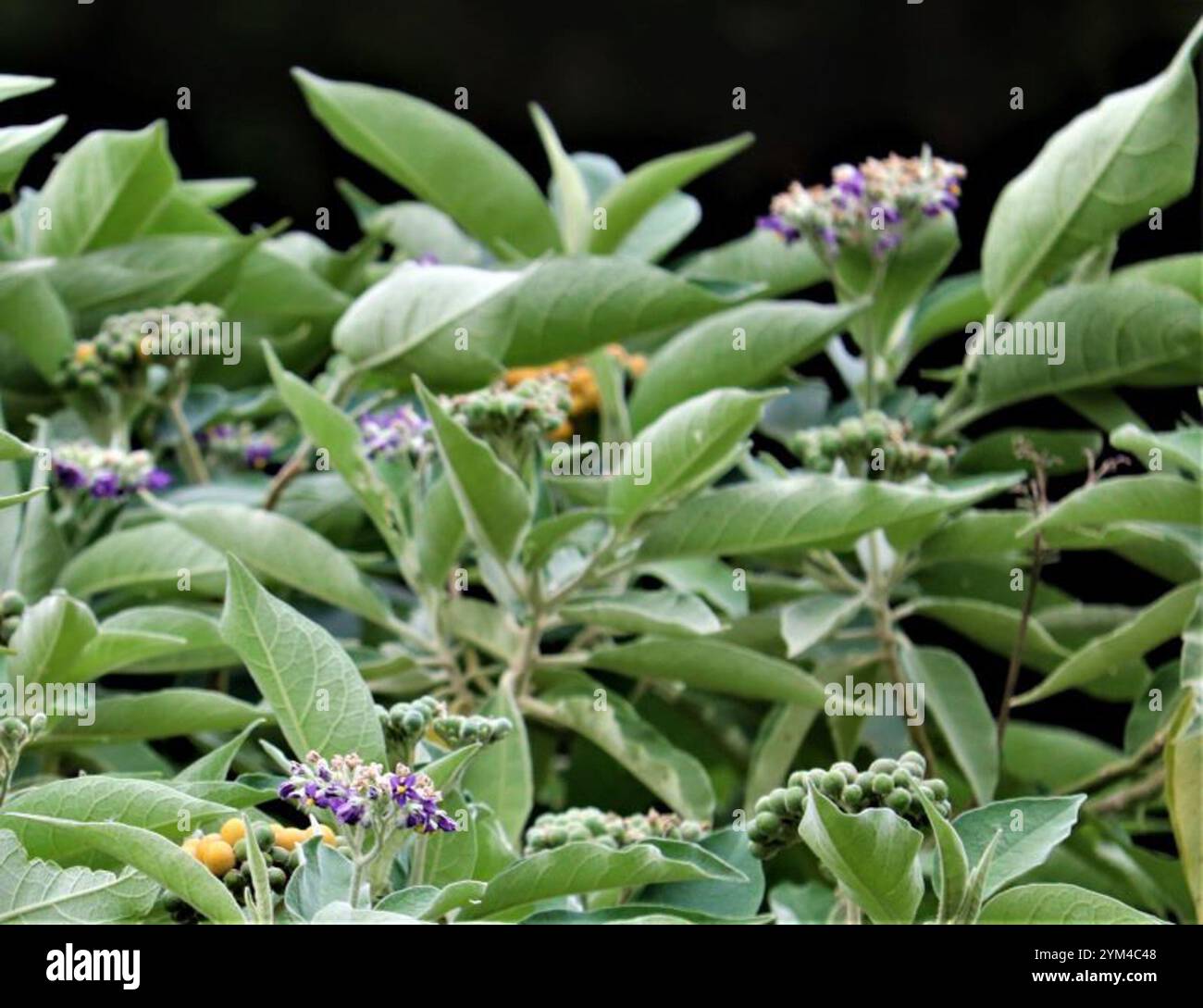 Bugweed hi-res stock photography and images - Alamy