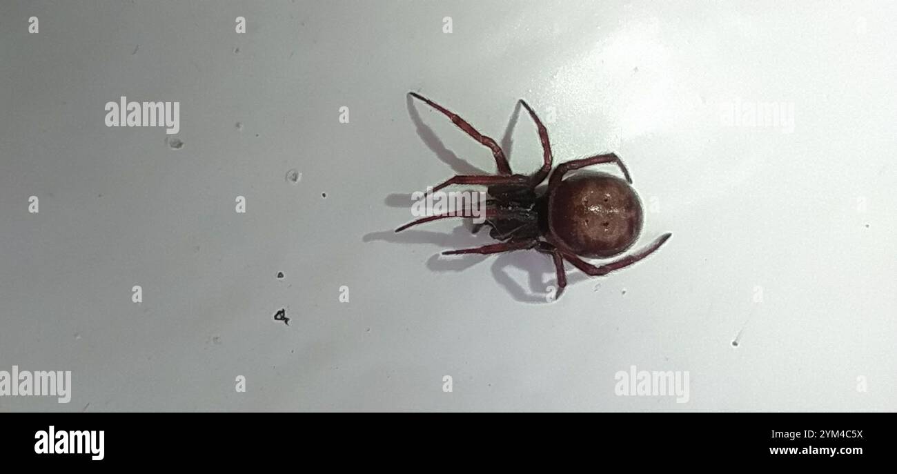 Rabbit Hutch Spider (Steatoda bipunctata) Stock Photo