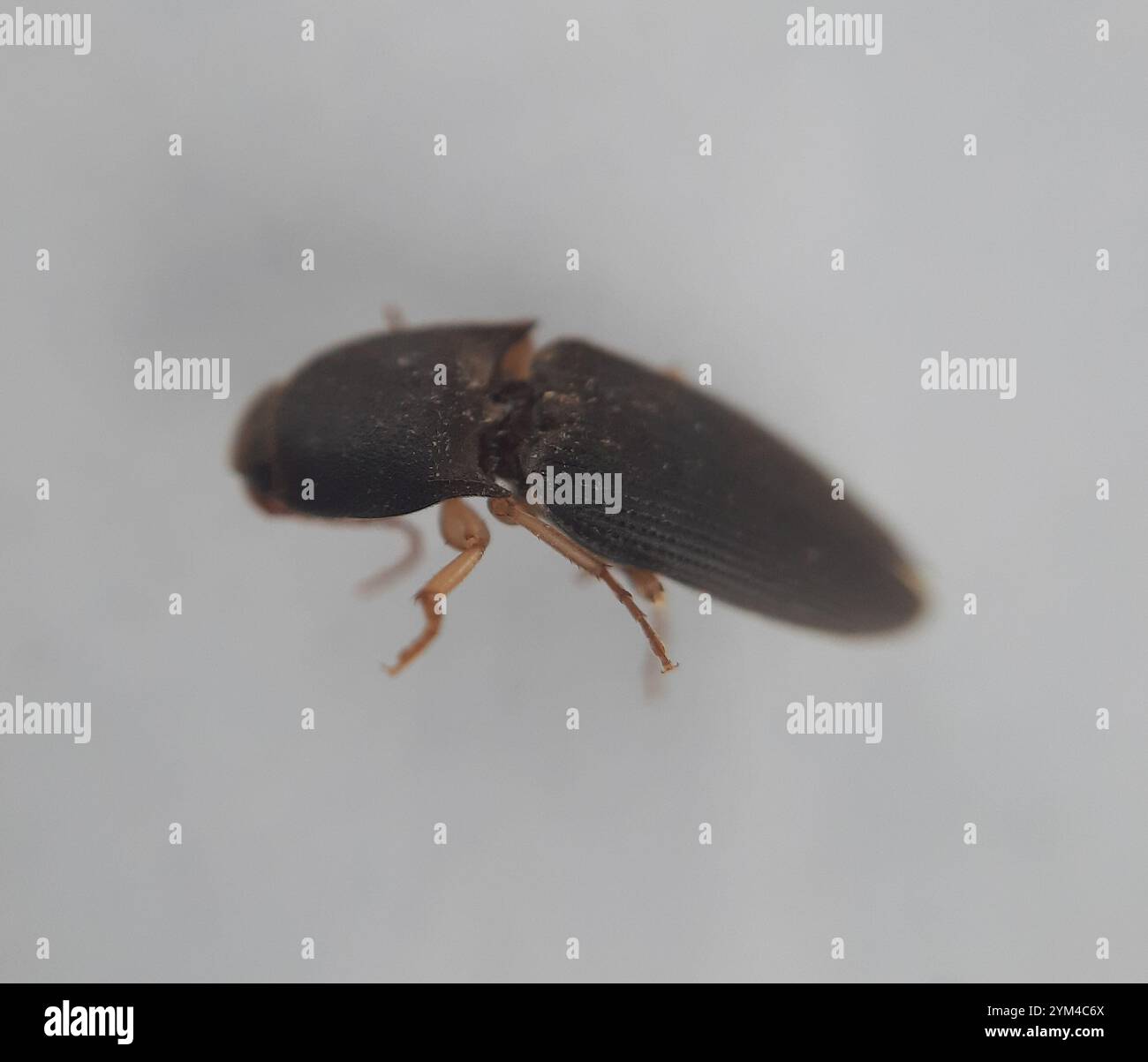 Monocrepidius hi-res stock photography and images - Alamy