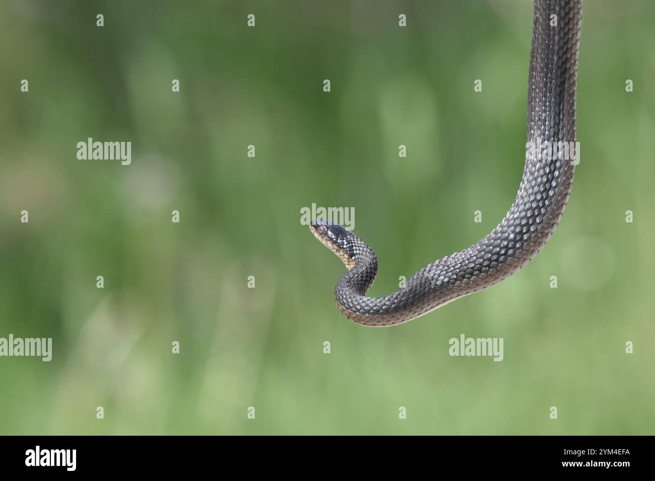 Graham's Crawfish Snake (Regina grahamii Stock Photo - Alamy