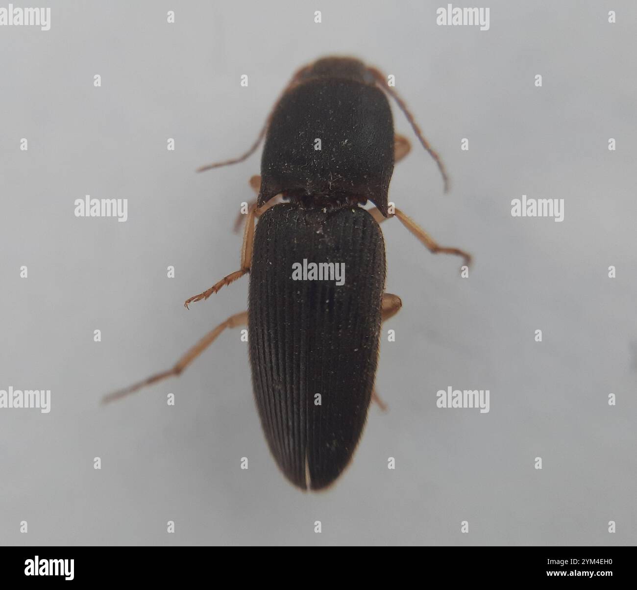 Monocrepidius hi-res stock photography and images - Alamy