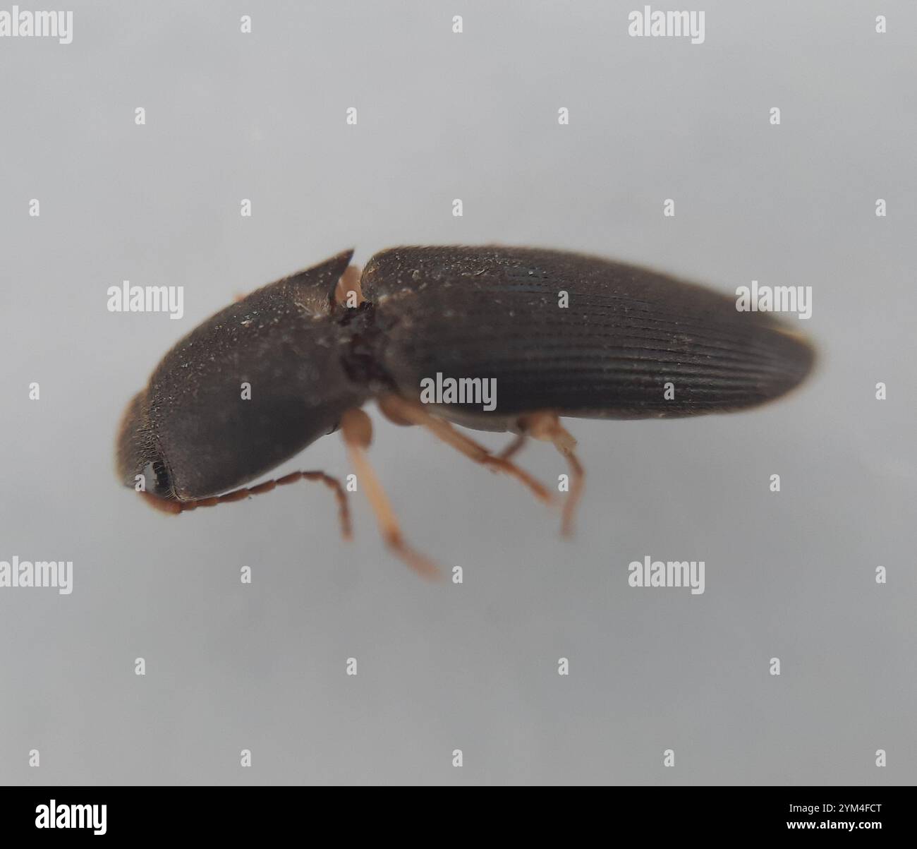 Monocrepidius hi-res stock photography and images - Alamy