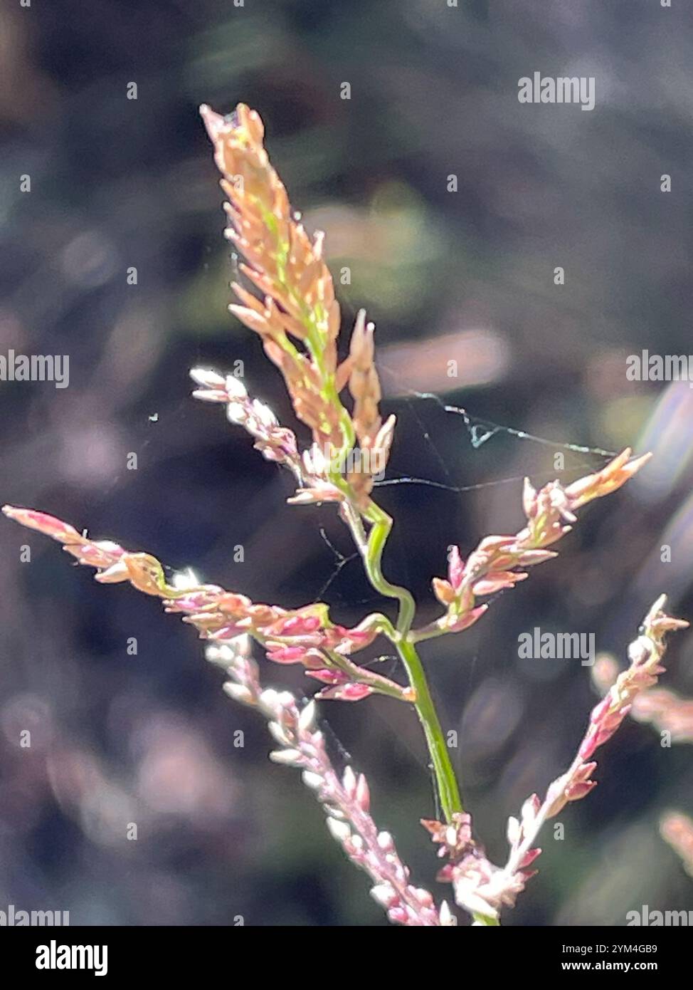 Panicgrass hi-res stock photography and images - Alamy