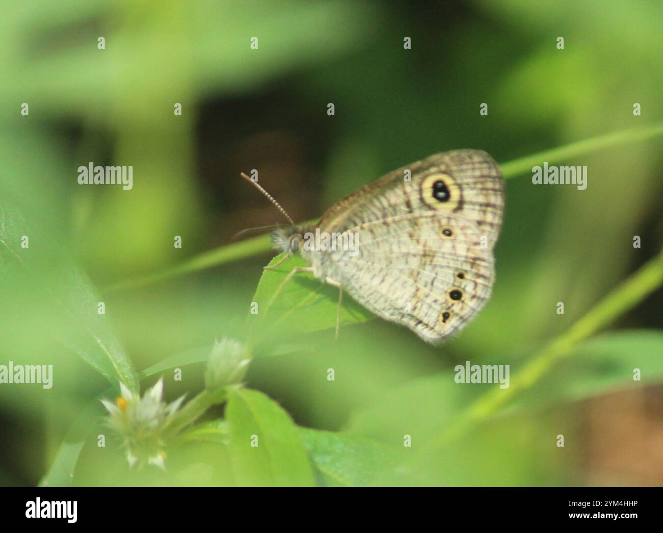 The common four ring hi-res stock photography and images - Alamy