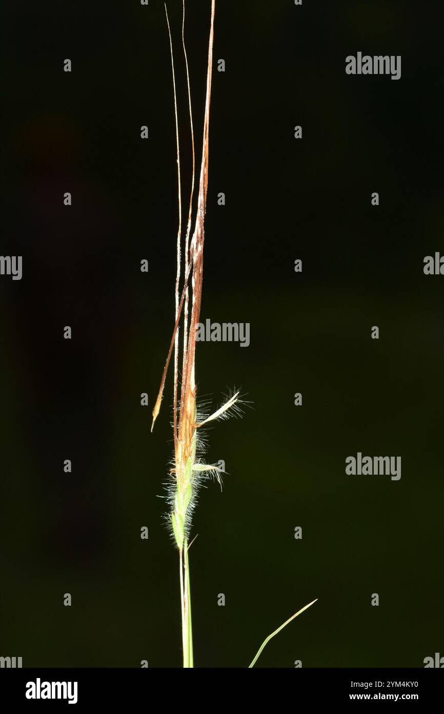 tanglehead (Heteropogon contortus Stock Photo - Alamy