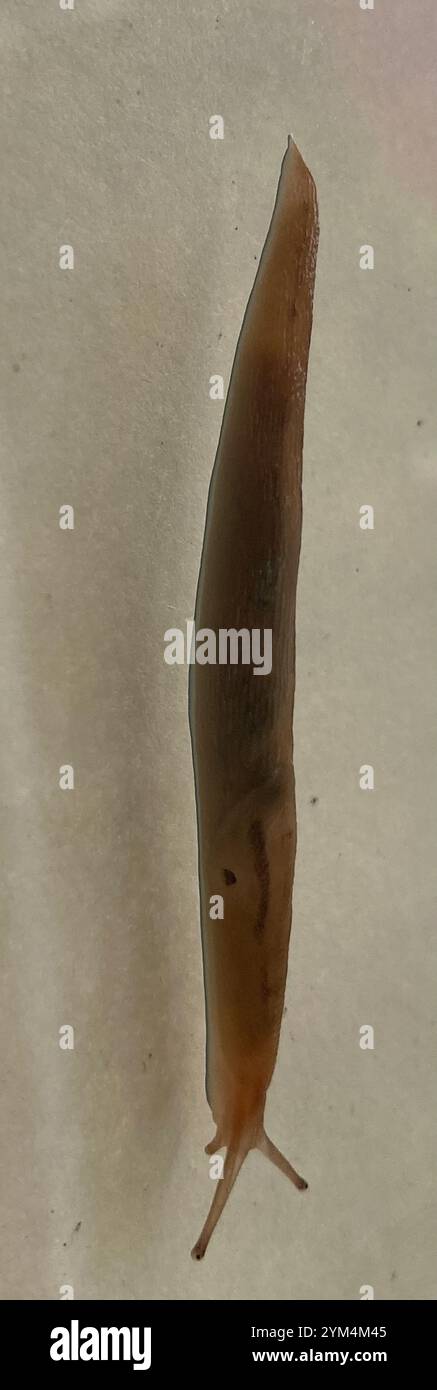 Threeband Slugs (Ambigolimax Stock Photo - Alamy