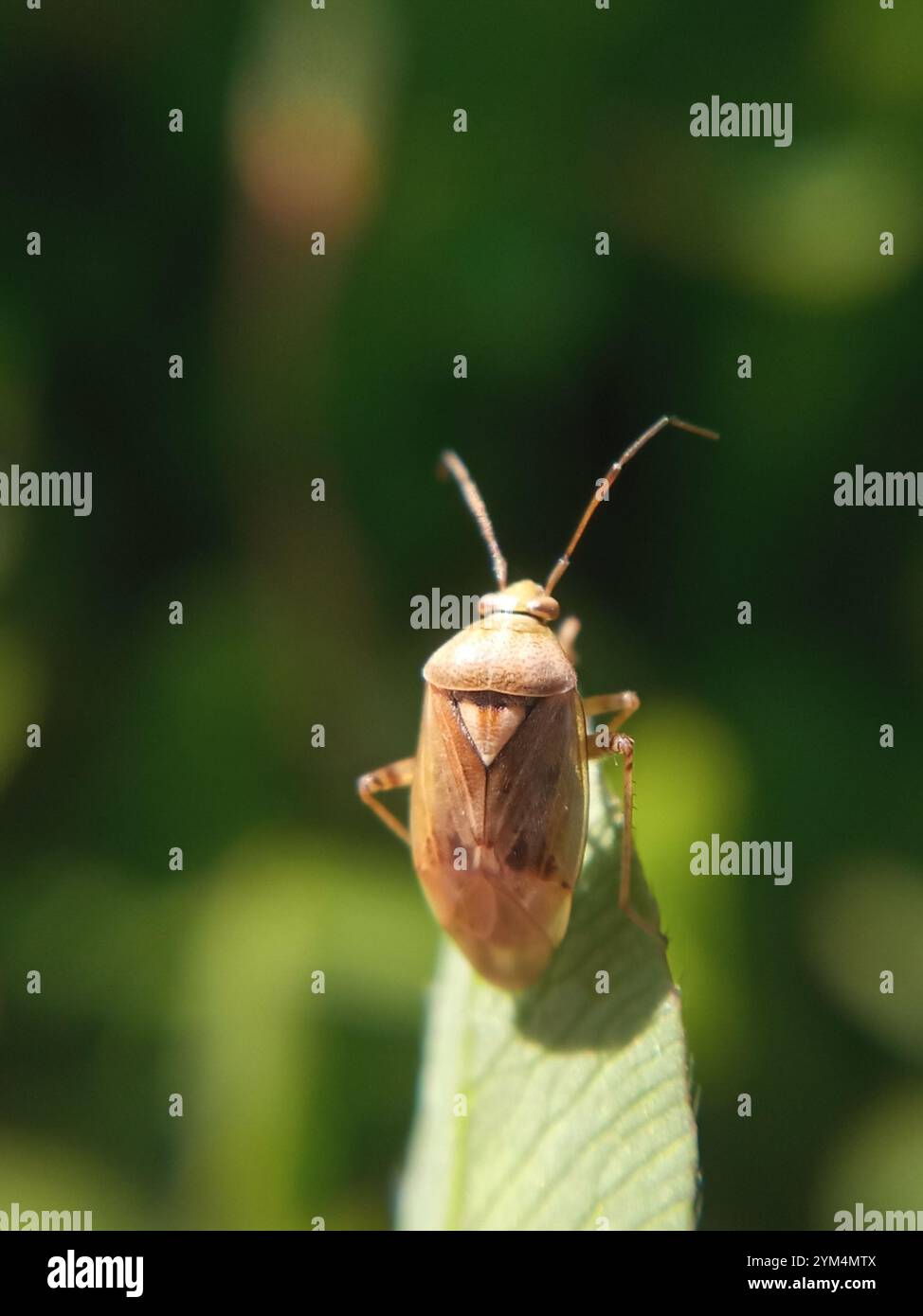 Tarnished plant bug hi-res stock photography and images - Alamy