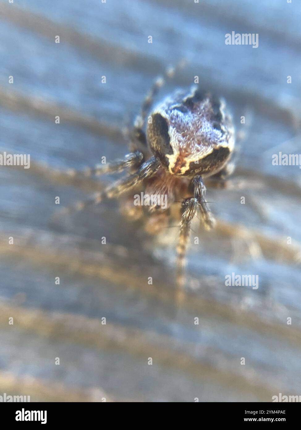 Evergreen Orbweaver (Araneus sturmi Stock Photo - Alamy