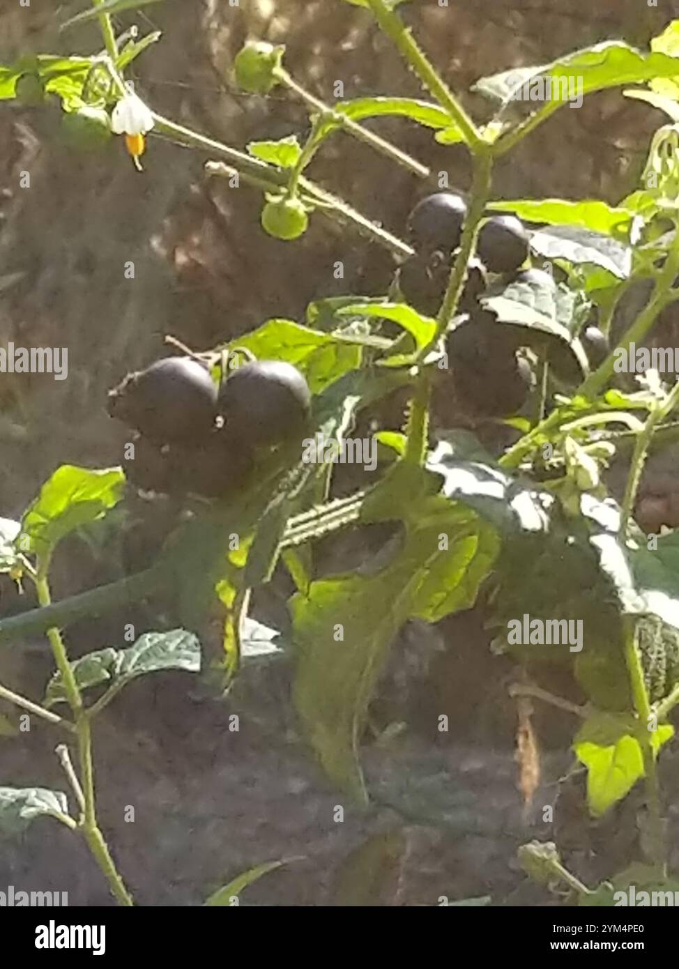 Black Nightshade Complex (Solanum nigrum Stock Photo - Alamy