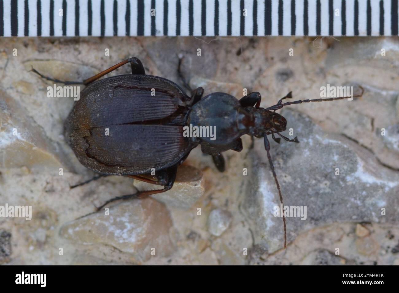 Cychrus Rufus Cychrus attenuatus hi-res stock photography and images - Alamy