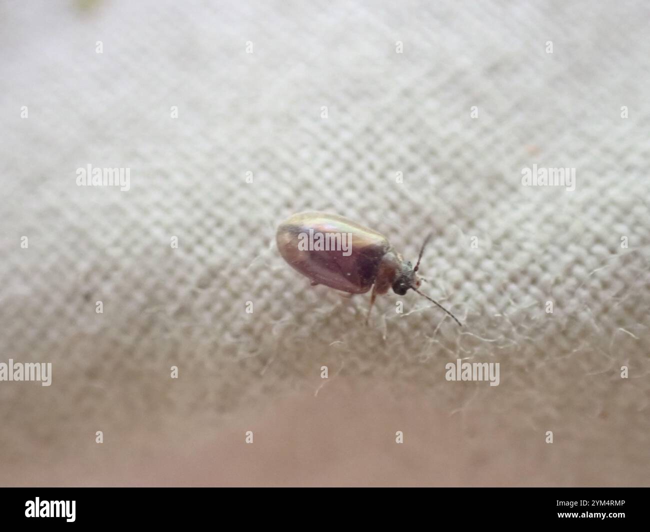 Marsh Beetles (Scirtidae Stock Photo - Alamy