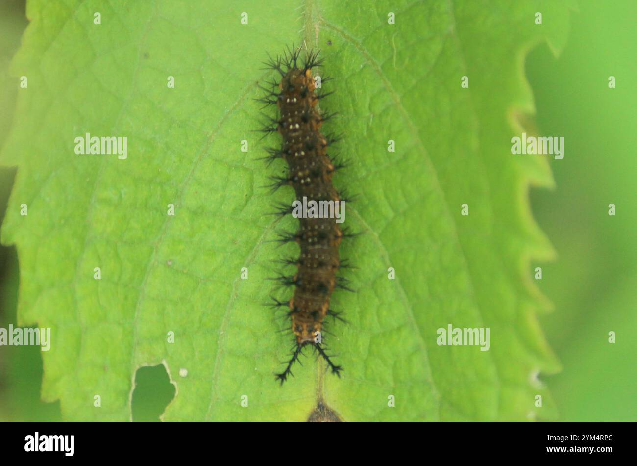 Angled Castor (Ariadne ariadne Stock Photo - Alamy