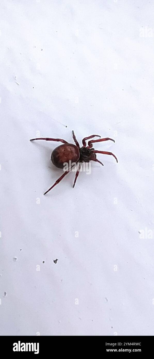 Rabbit Hutch Spider (Steatoda bipunctata) Stock Photo