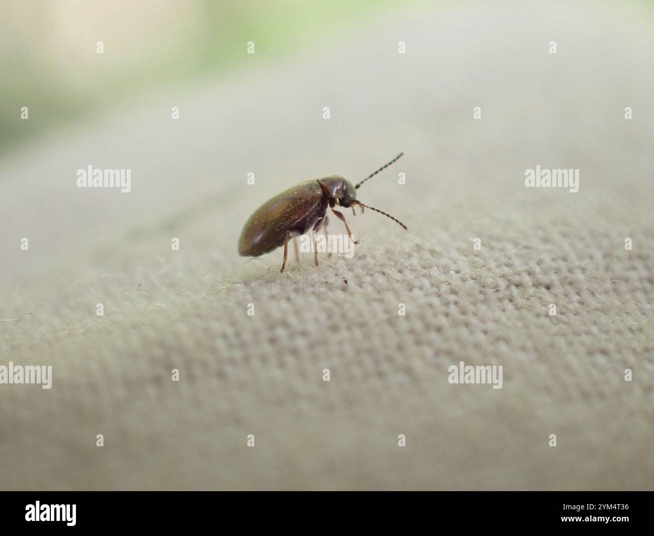 Marsh Beetles (Scirtidae Stock Photo - Alamy