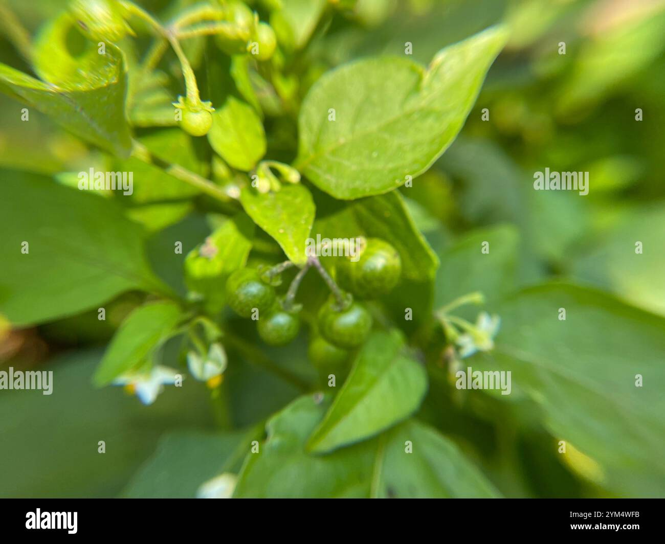 Black Nightshade Complex (Solanum nigrum Stock Photo - Alamy