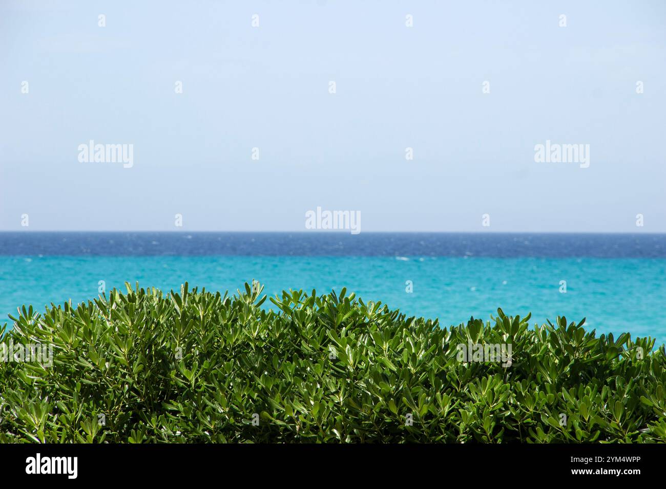 Blue sea horizon with greenery in the foreground Stock Photo