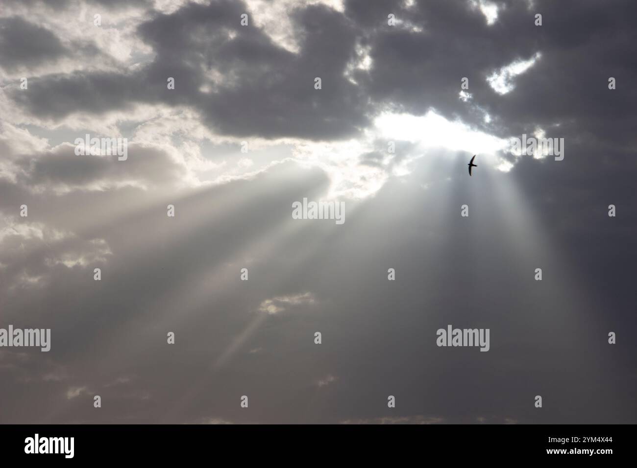 Gloomy sky wih sun beam and a bird Stock Photo