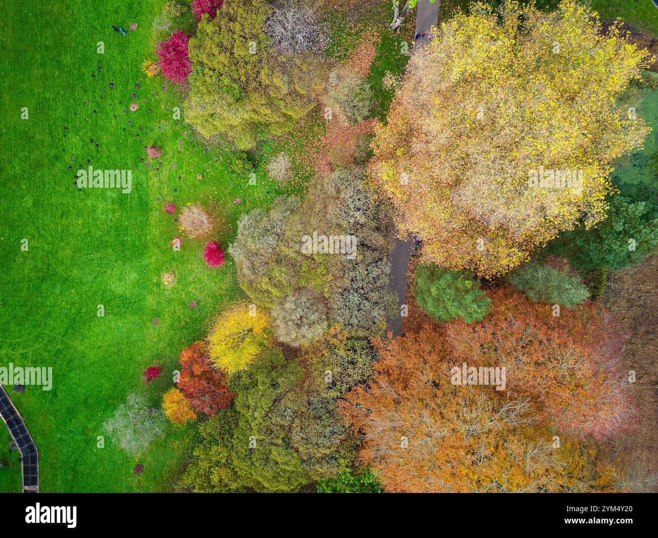 Birds eye view autumn tree hi-res stock photography and images - Alamy