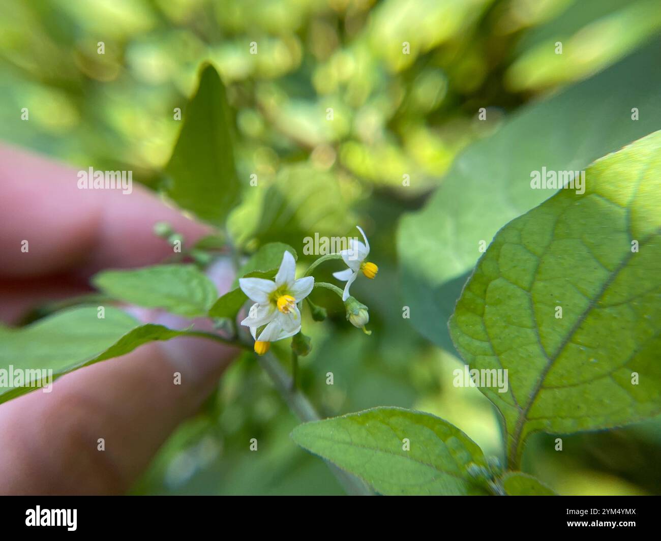 Black Nightshade Complex (Solanum nigrum Stock Photo - Alamy