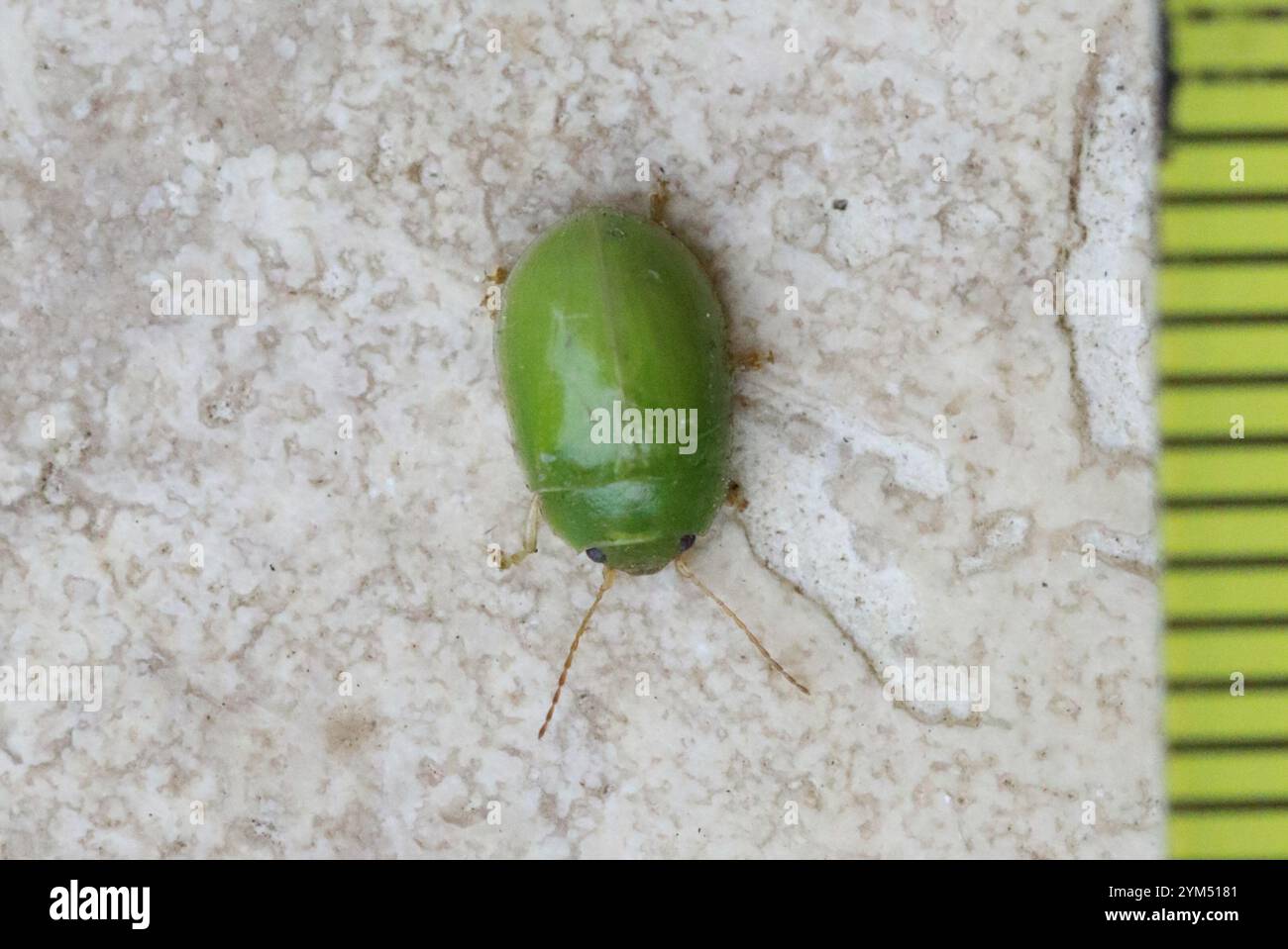 Lilly Pilly leaf beetle (Paropsides calypso Stock Photo - Alamy