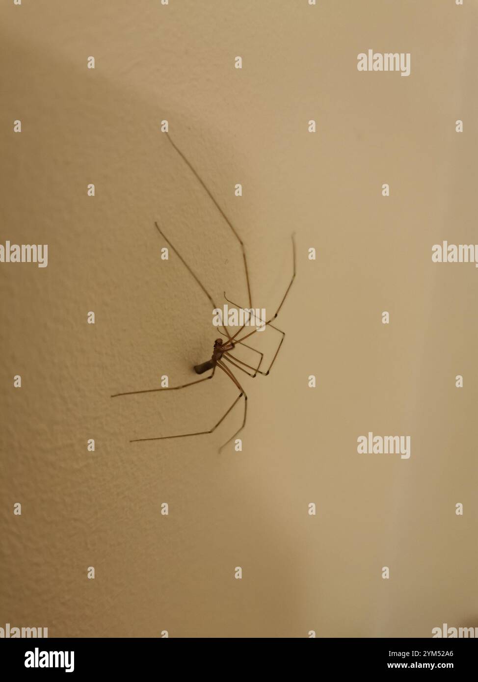 Long bodied Cellar Spider Pholcus Phalangioides Stock Photo Alamy long-bodied-cellar-spider-pholcus-phalangioides-stock-photo-alamy