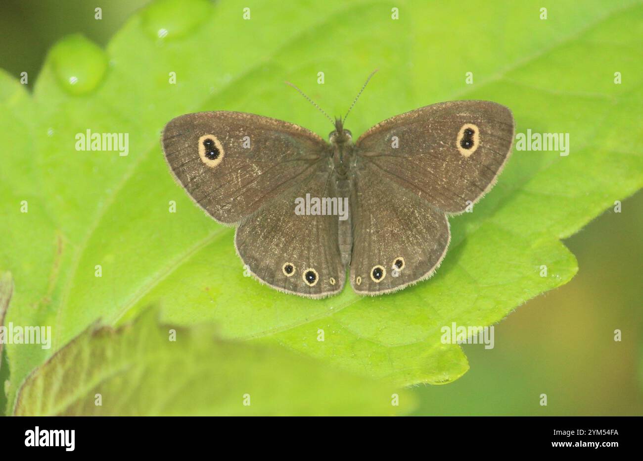 Common Four-ring (Ypthima huebneri Stock Photo - Alamy
