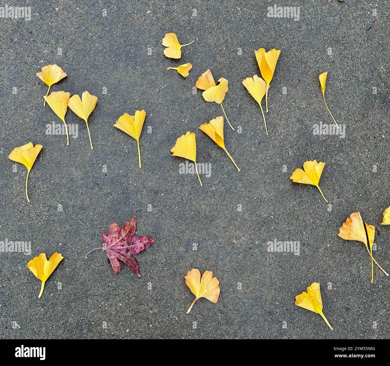 Ginkgo leaves scattered over the sidewalk by the wind after a heavy rain in Berkeley, California. - Smartphone Captured Stock Image