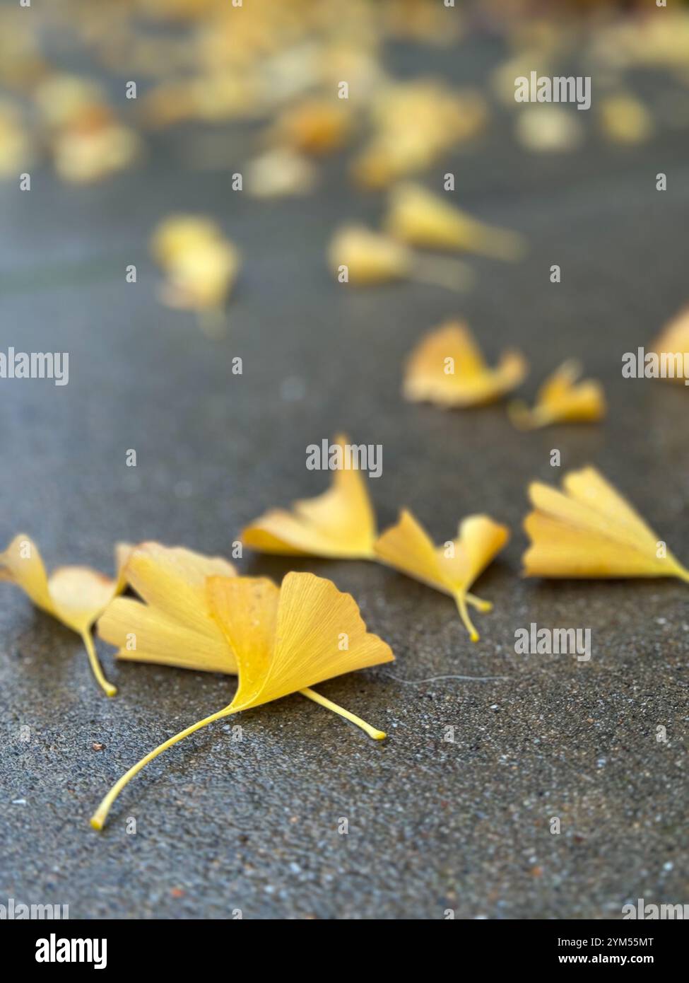 Ginkgo leaves scattered over the sidewalk by the wind after a heavy rain in Berkeley, California. - Smartphone Captured Stock Image