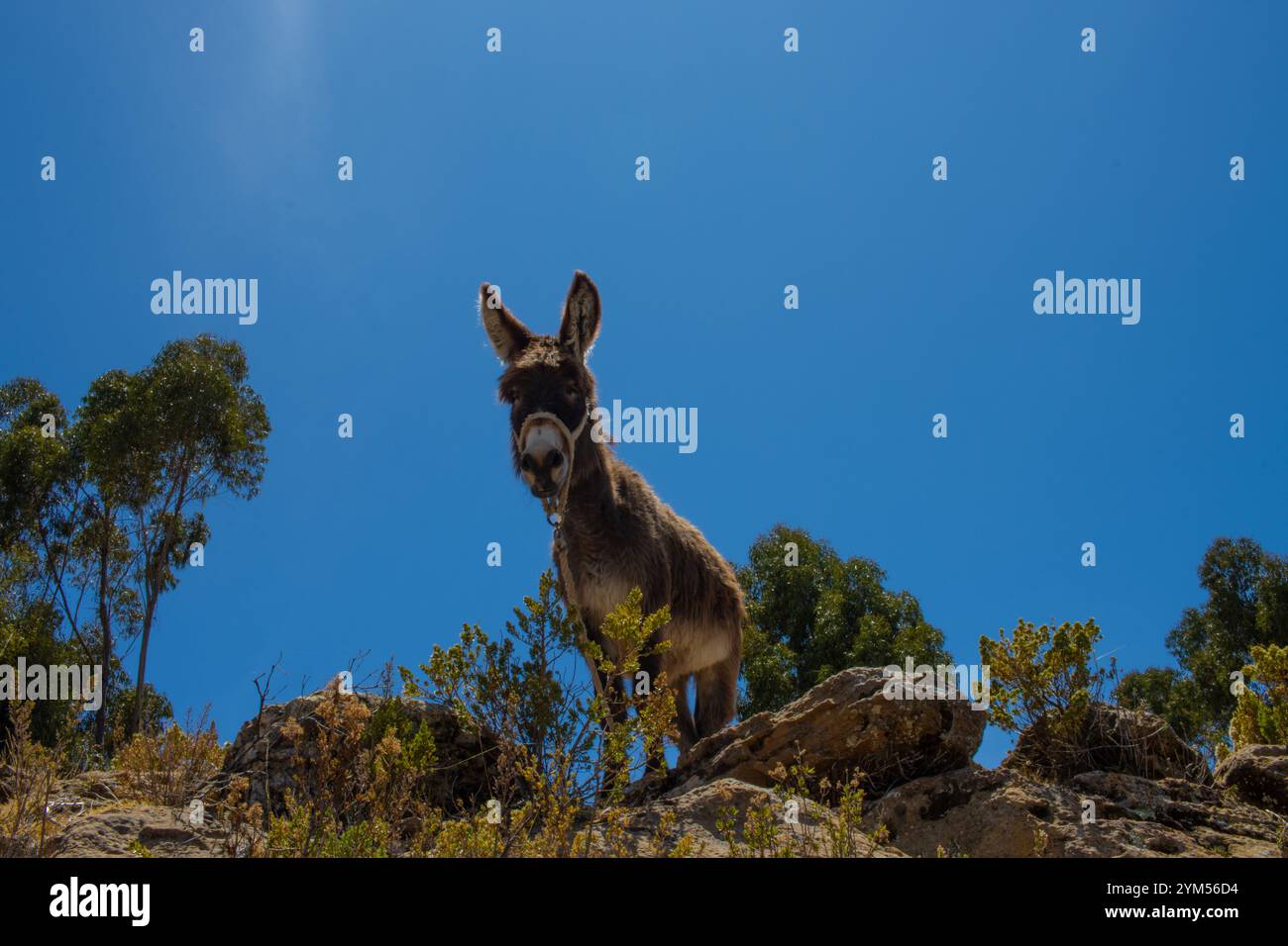 Donkey at a walking trail, Isla del Sol, Bolivia Stock Photo