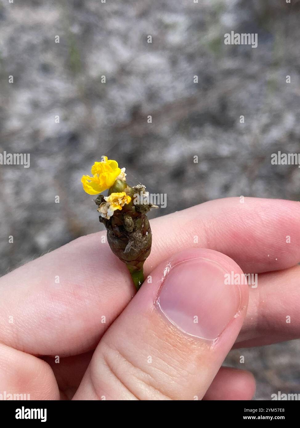 yellow-eyed grasses (Xyris Stock Photo - Alamy